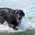 A happy and playful black labrador retriever dog swim and play in the ocean.