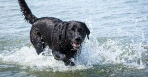 Types of Water Dog Breeds Picture
