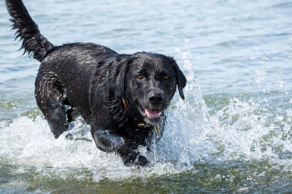 A happy and playful black labrador retriever dog swim and play in the ocean.