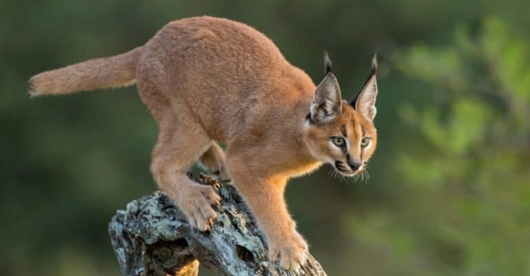 Types of wild cats - Caracal