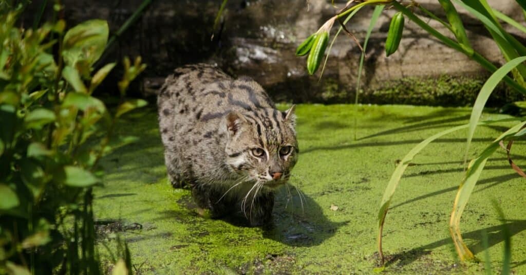 Fishing Cat Animal Facts  Prionailurus viverrinus - A-Z Animals