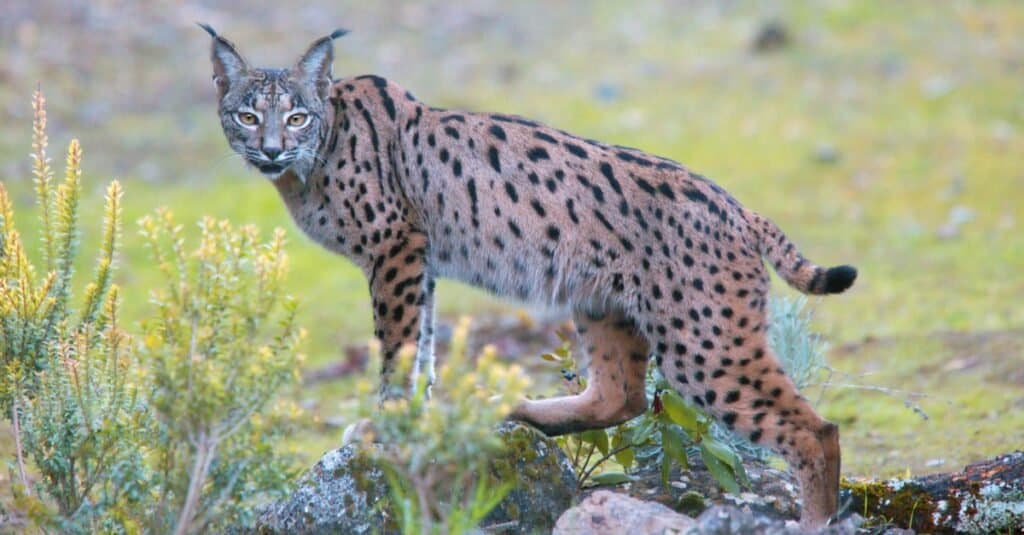 Types of Feral Cats - Iberian Lynx