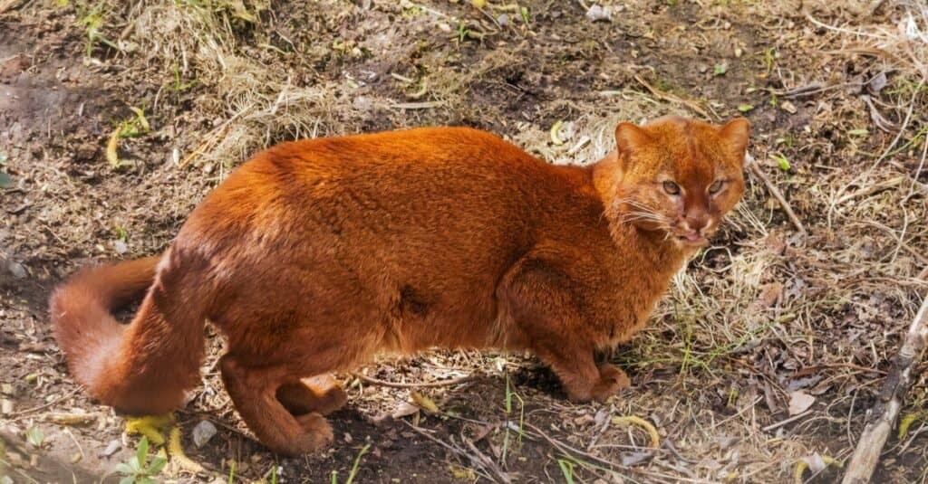 Little cats predator named the Jaguarundi (Puma yagouaroundi) from