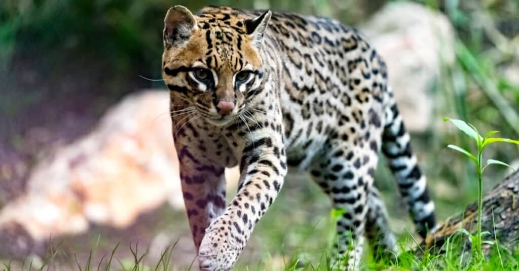 Ocelot vs Clouded Leopard