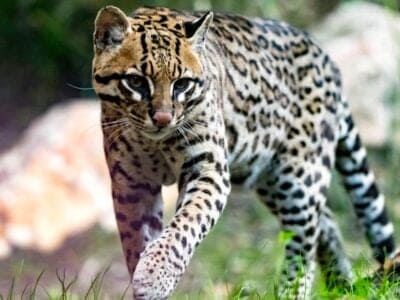 A 10 Incredible Ocelot Facts