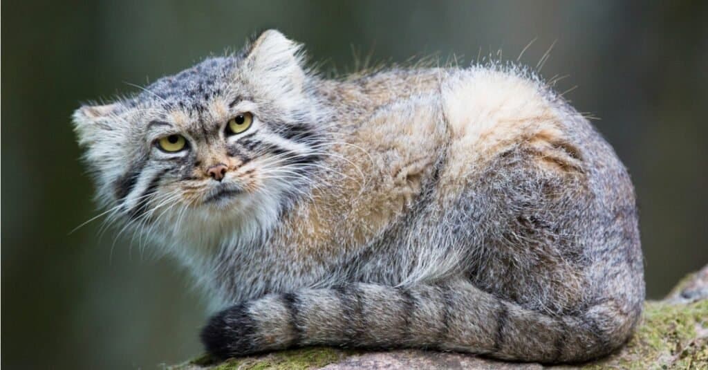 Types of wild cats - Pallas Cat