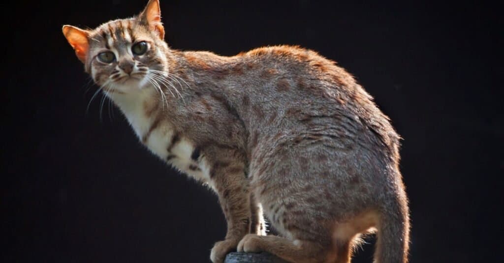 Types of Feral Cats - Rusty Spotted Cats