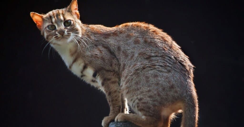 Types of wild cats - Rusty-Spotted Cat