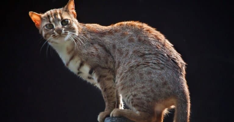 Types of wild cats - Rusty-Spotted Cat