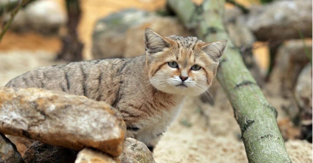 Types of wild cats - sand cats