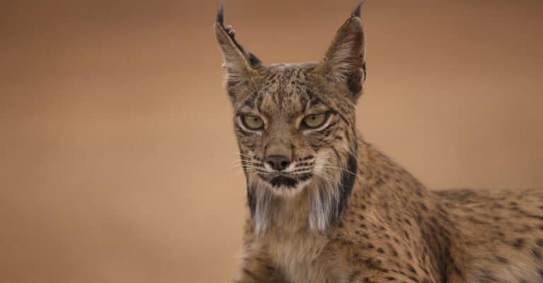Types of wild cats