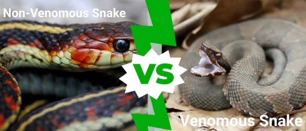 Venomous Snakes vs. Nonvenomous Snakes