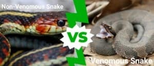 Venomous vs Non-Venomous Snakes in the North America: What’s the Difference? Picture