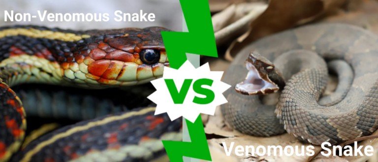 Venomous vs Non-Venomous Snakes in the North America: What’s the ...