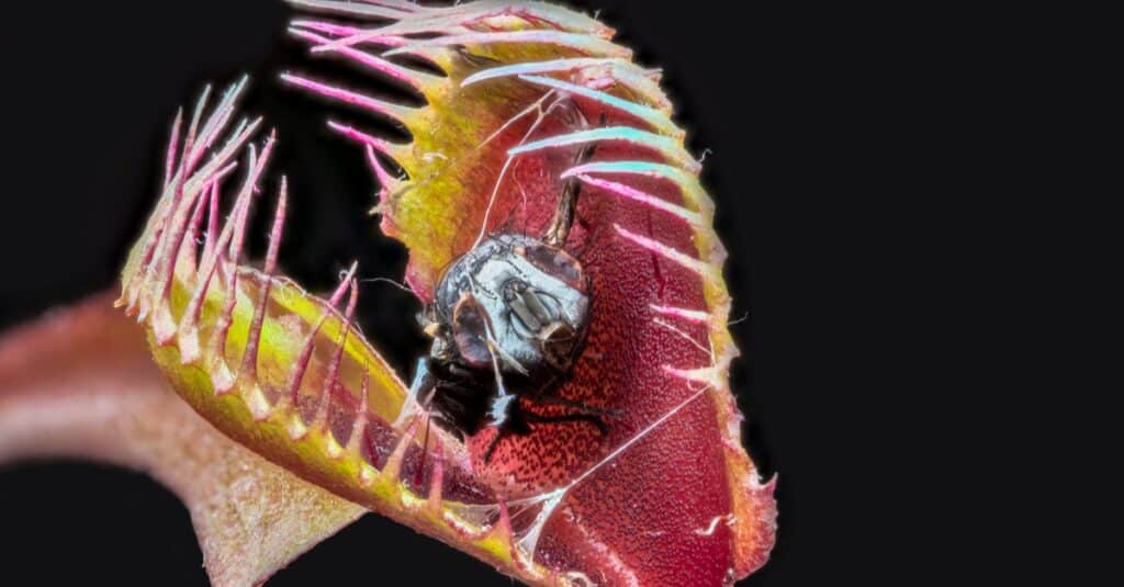 Venus flytrap (Dionaea muscipula) with remains of captured digested fly.