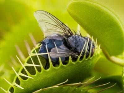 A How to Take Care of a Venus Fly Trap