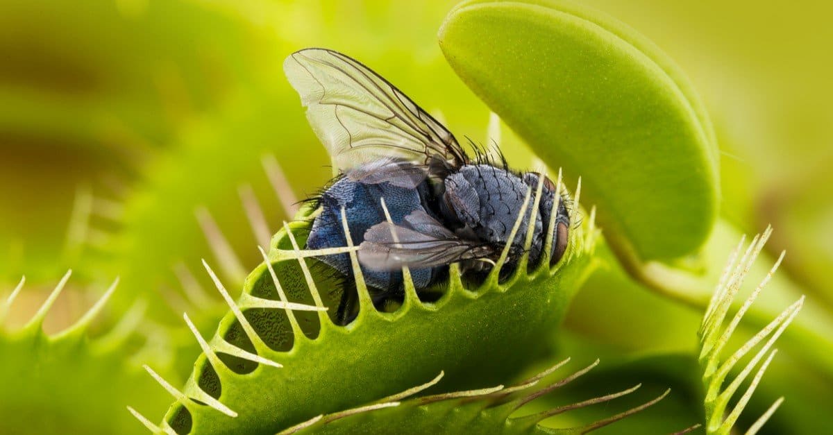 Decomposed housefly inside an opening venus fly trap - Stock Image