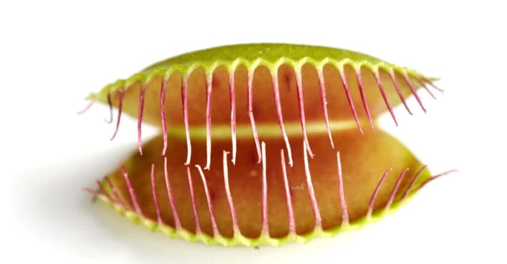 Closeup of the insect trapping structure of a Venus Flytrap plant isolated on a white background.