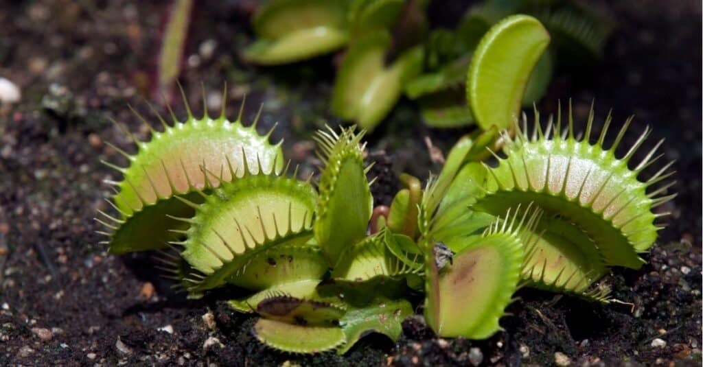 Carnivorous plant, Venus flytrap, in a garden in Sydney, Australia.