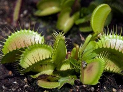 A Venus Flytrap Seeds: Grow Your Own Carnivorous Plant!