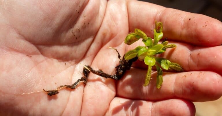 A Venus Flytrap seedling in a person's hand.