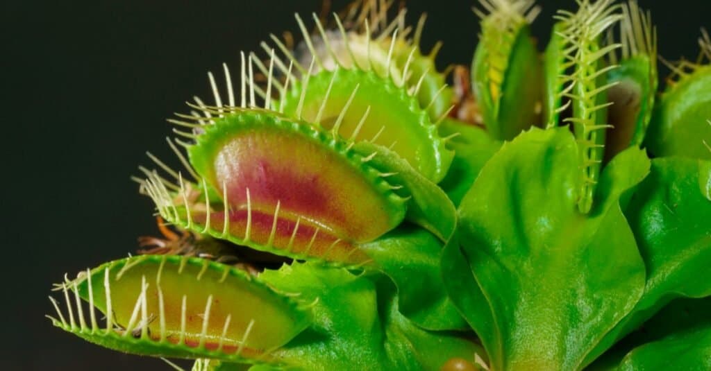 Closeup of the insect trapping structure of a Venus Flytrap plant isolated on a white background.