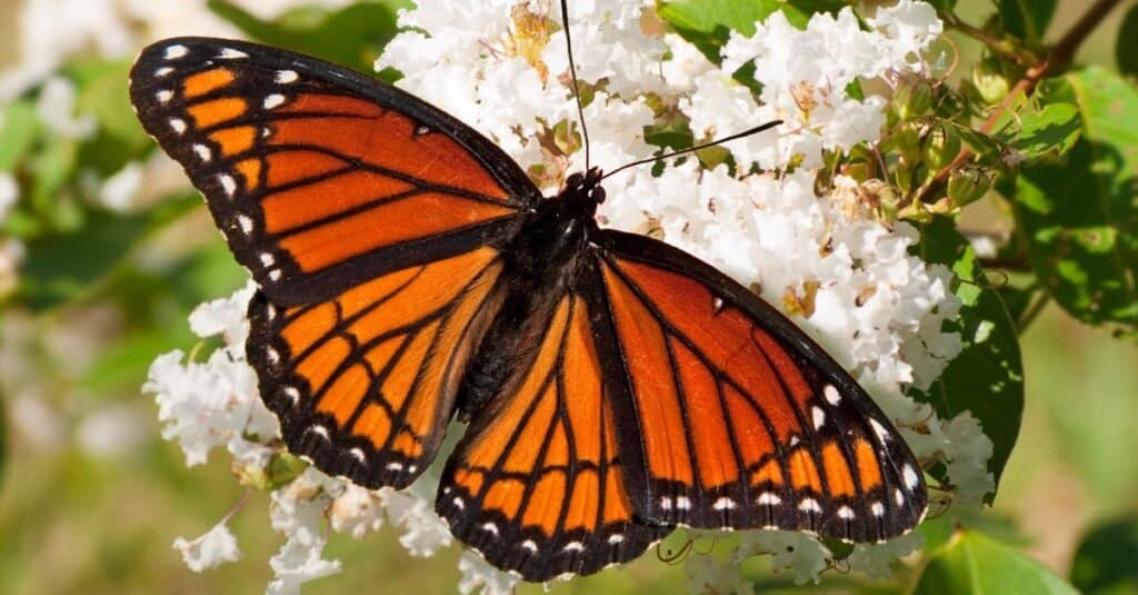 Viceroy Butterfly Vs Monarch Butterfly