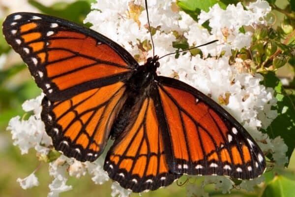 Monarch Butterfly: Test Your Knowledge! - A-Z Animals