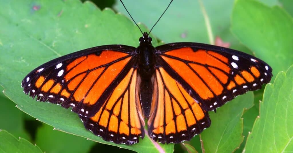 Viceroy butterfly mimics the monarch
