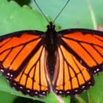 Viceroy Butterfly (Limenitis archippus) on vegetation in northern Illinois.