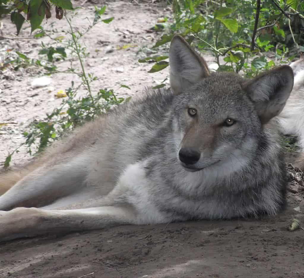 wolf coyote dog hybrid