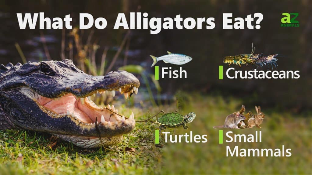 Cá sấu ăn gì