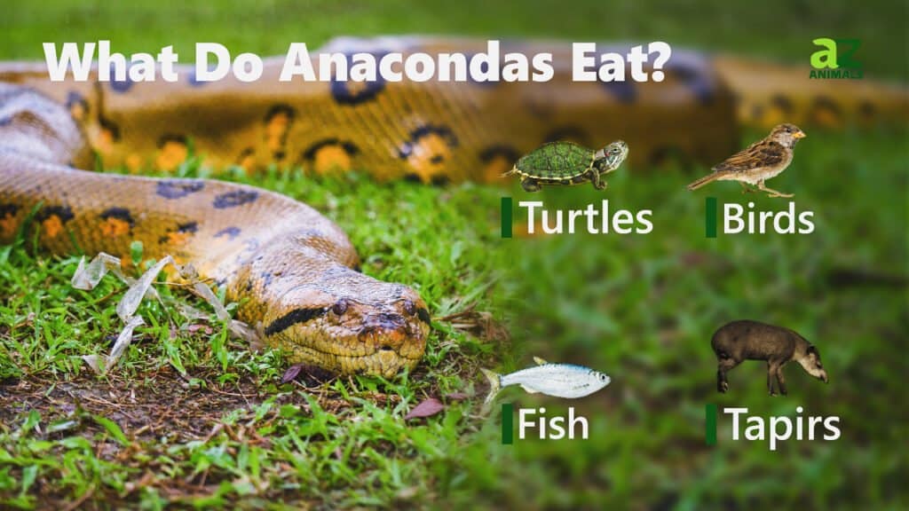 What Do Anacondas Eat? A Guide to Their Diet IMP WORLD