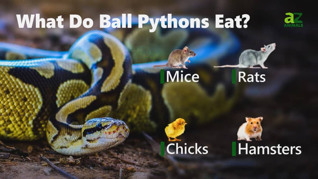 What Do Ball Pythons Eat