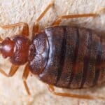 What Do Bed Bugs Look Like