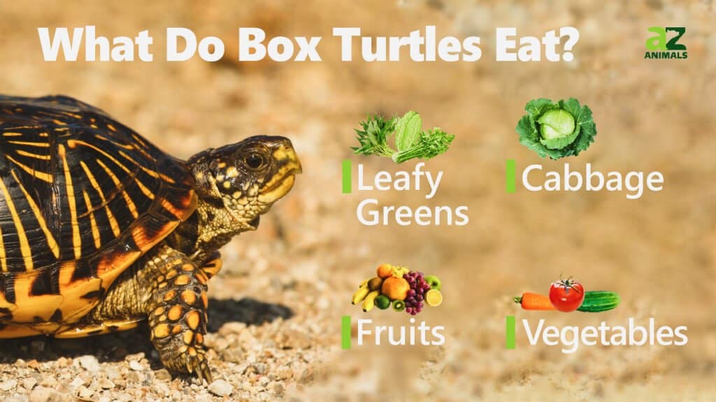 what do box turtles eat