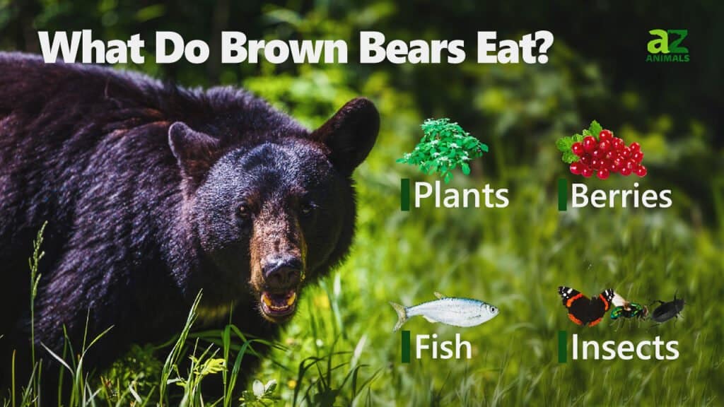 Brown bear, Diet, Habitat, & Facts