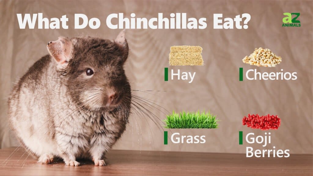 what does chinchilla eat