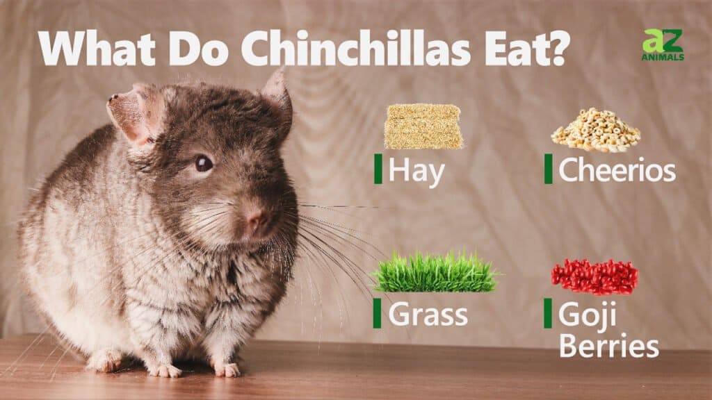 Chinchilla safe food list hotsell