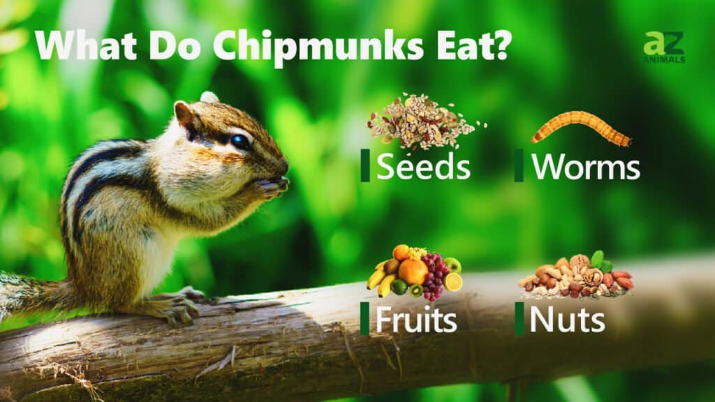 What Do Chipmunks Eat