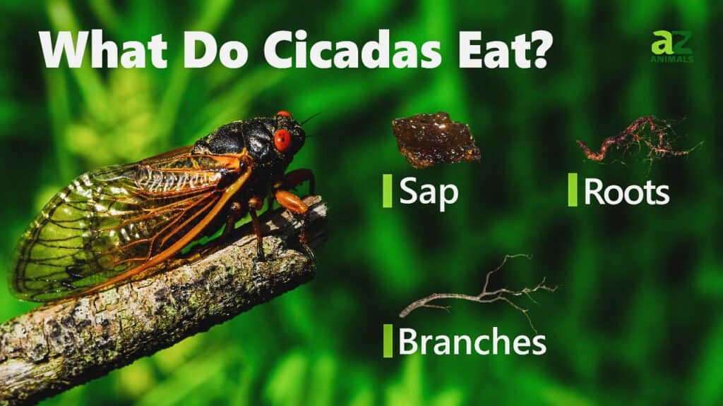 How to Get Rid of Cicadas