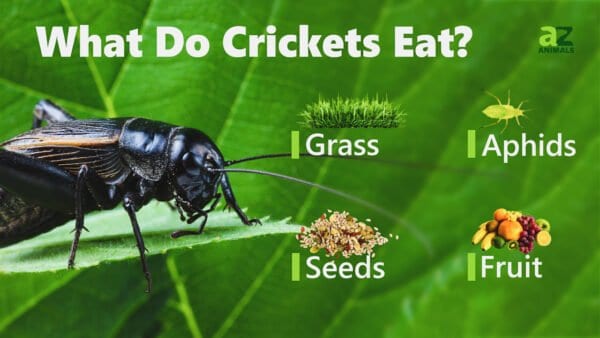 What Do Crickets Eat? - A-Z Animals