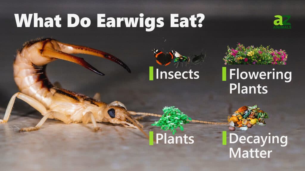 Earwigs กินอะไร