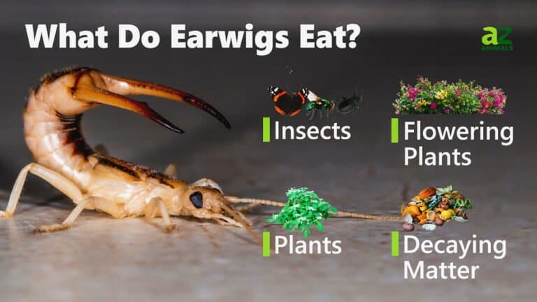 What Do Earwigs Eat