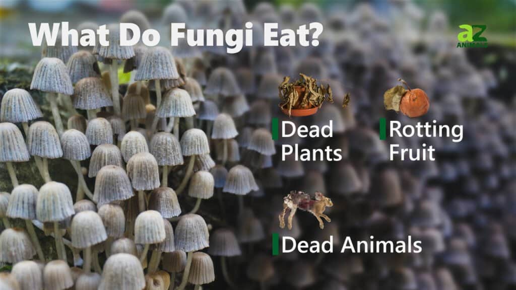 what-do-fungi-eat-the-3-main-diets-of-fungi-a-z-animals