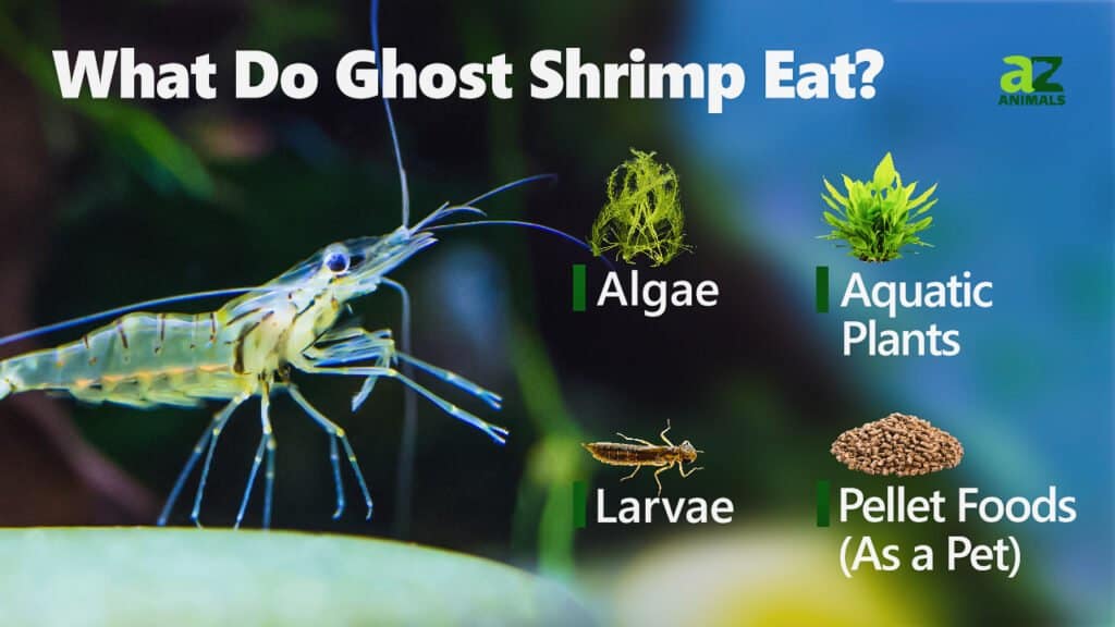 what eats ghost shrimp