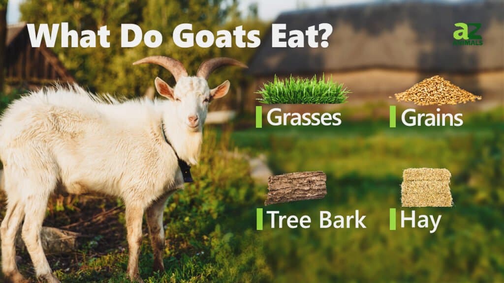 can goats eat dry dog food