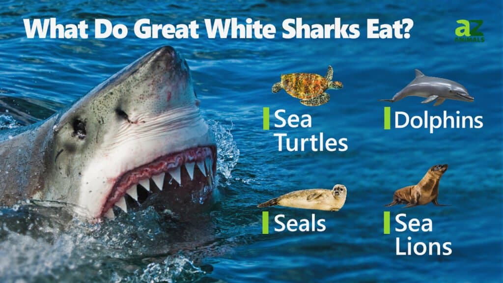 Cá mập trắng lớn ăn gì