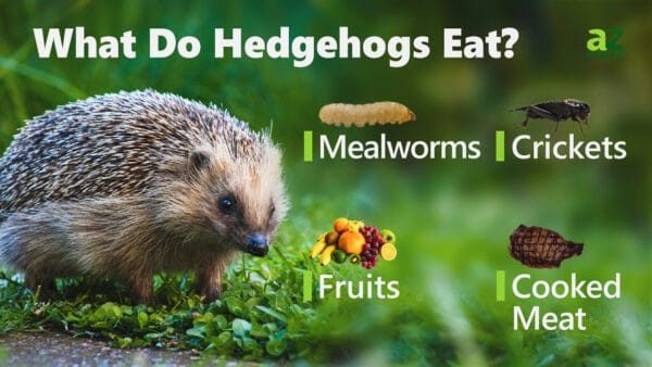 What Do Hedgehogs Eat? - IMP WORLD