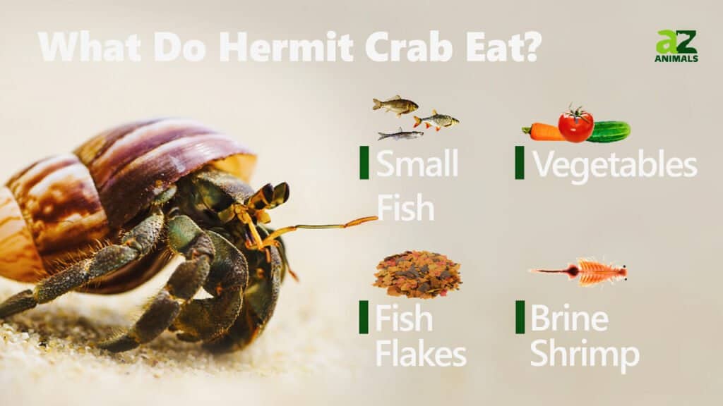 Foods Hermit Crabs Eat A Comprehensive Dietary Guide for Crabs